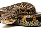 Massive Python Rescued in Duliajan