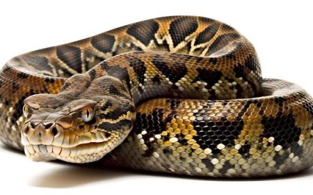 Massive Python Rescued in Duliajan