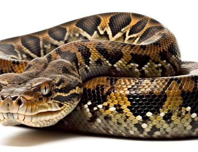Massive Python Rescued in Duliajan